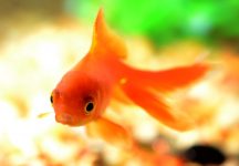 goldfish