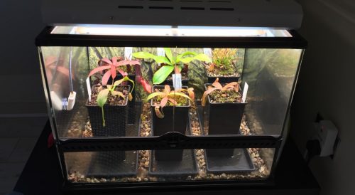 A terrarium in a cuboid glass tank with fluorescent lighting, containing six Nepenthes plants of various species