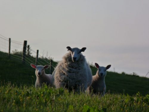 Ewe looking at me?