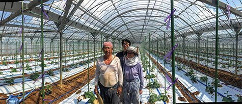 cucumber-farmer-3