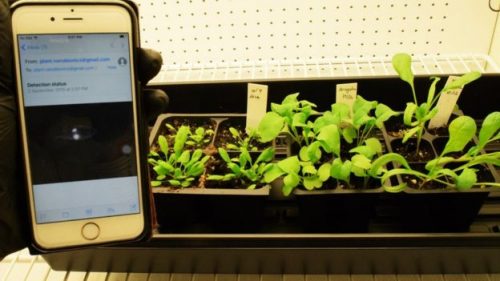 detecting landmines with spinach