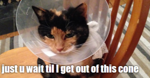 Generate cat memes with JavaScript